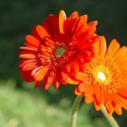 gerbera rossa
