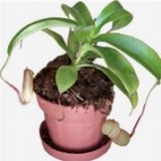 Un esempio di pianta di Nepenthes da appartamento tenuta in un vaso