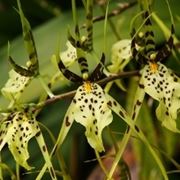 Un esempio di orchidea brassia