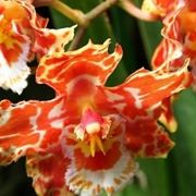 Un esempio di orchidea cambria