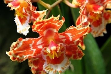 Un esempio di orchidea cambria