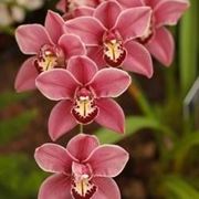 Un esempio di orchidea cymbidium