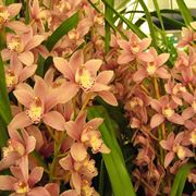 orchidea cymbidium prezzi