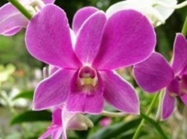 Un esempio di orchidea vanda