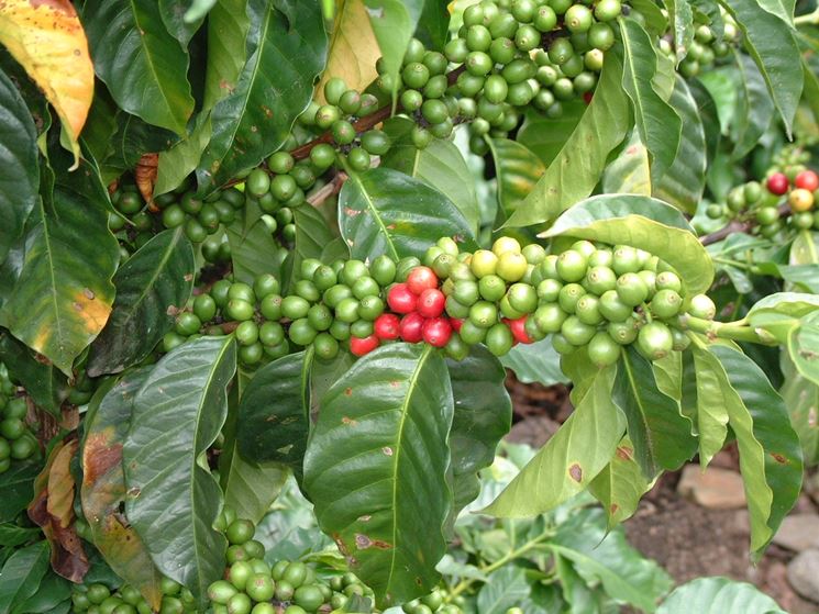 Frutti pianta caffè