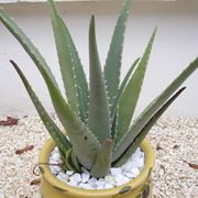 La pianta di Aloe Vera in casa