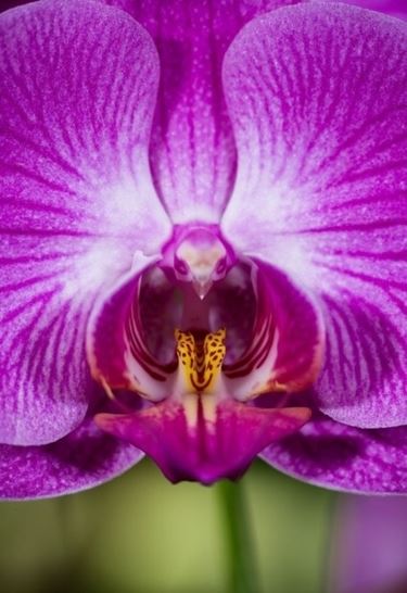 Orchidea Falena