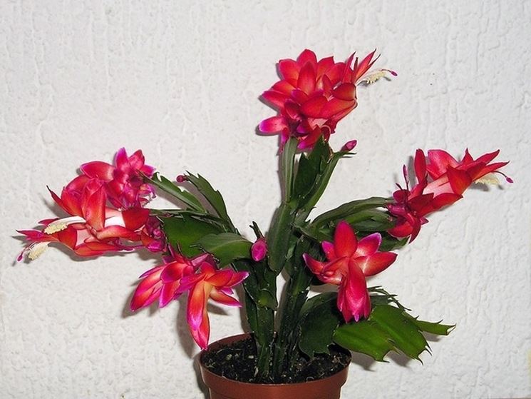 Cacto di Natale - Schlumbergera truncata