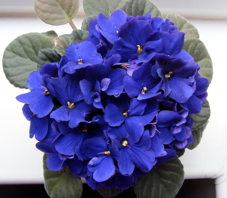 Piante da fiore da appartamento: la violetta africana