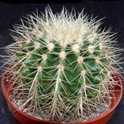 Esemplare di Echinocactus