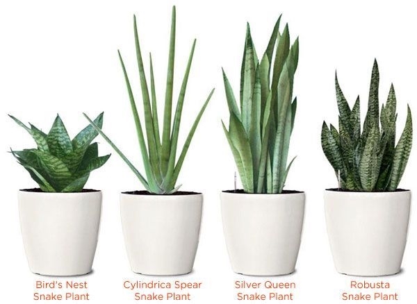 Sanseveria mikado - piante appartamento - Come coltivare la sanseveria  mikado