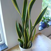 Un esempio di pianta di Sanseveria da appartamento tenuta in un vaso