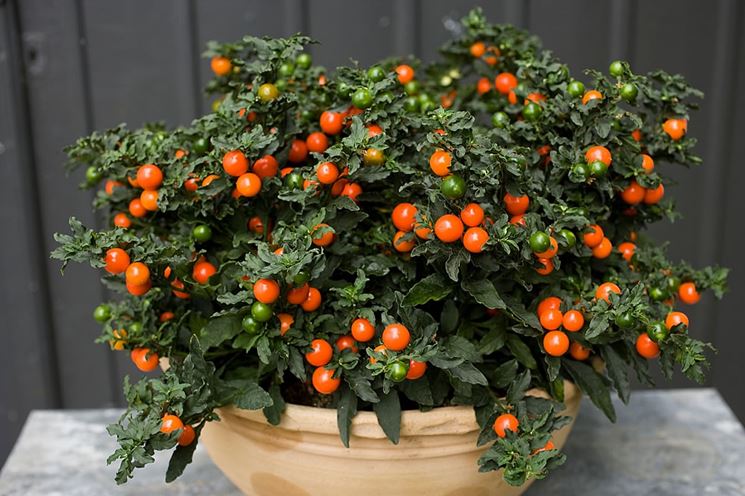 Solanum pianta vaso