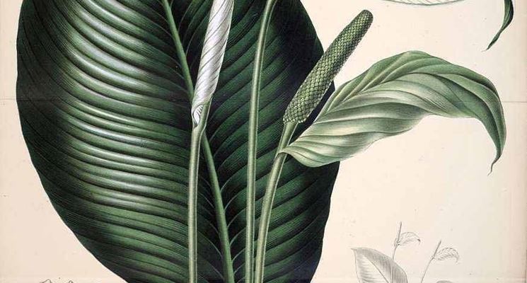 Disegno botanico dello spathiphyllum