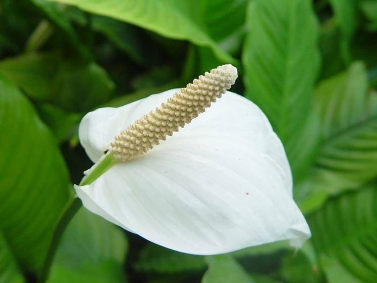 Fiore di spathiphyllum