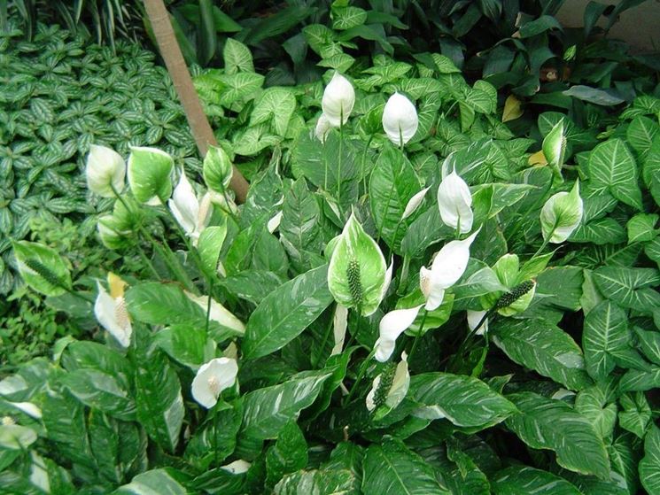 Una pianta rigogliosa di spathiphyllum wallisii