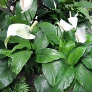 spathiphyllum