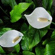 pianta spathiphyllum
