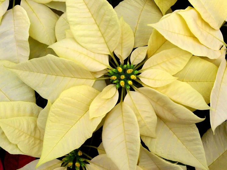 Un ibrido di stella di Natale dalle brattee gialle