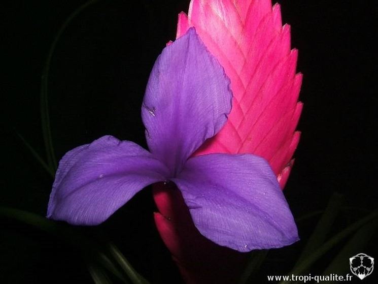 La Tillandsia cyanea, particolare del fiore.