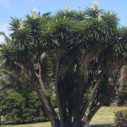 Una pianta di yucca gloriosa in natura