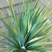 foglie acuminate di colore blu-verde della yucca rostrata