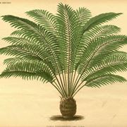 Disegno botanico di zamia tonkinensis