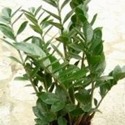 pianta zamioculcas