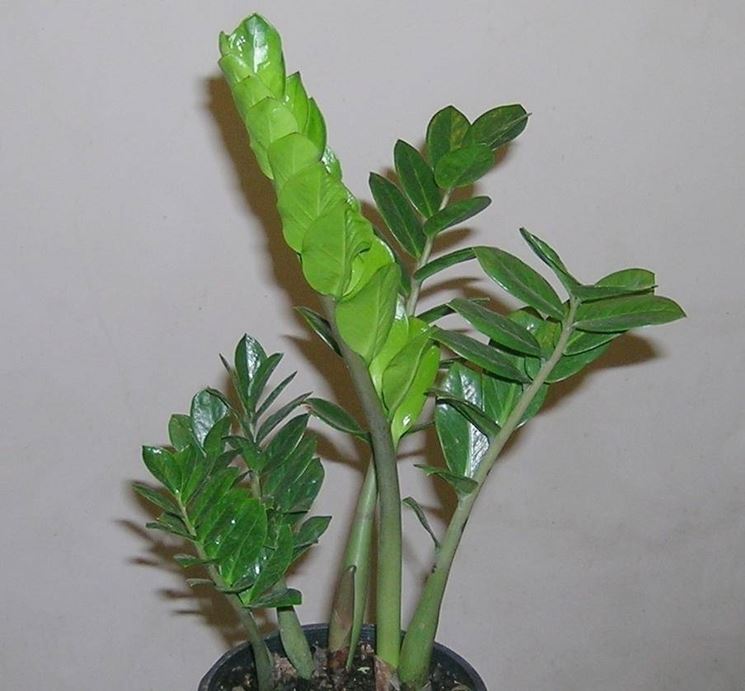 Un esemplare di Zamioculcas zamiifolia