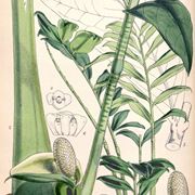 zamioculcas zamiifolia