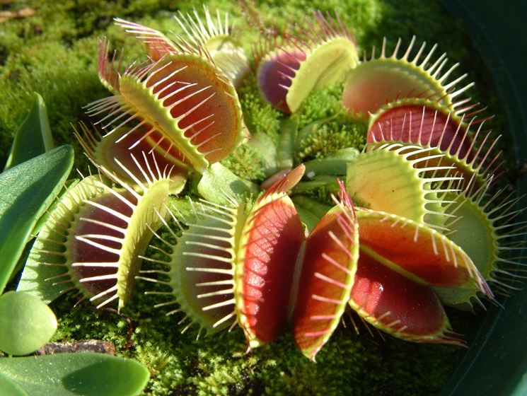 dionaea muscipula