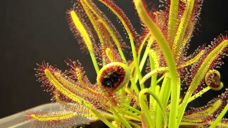 drosera capensis