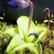 pinguicola grandiflora