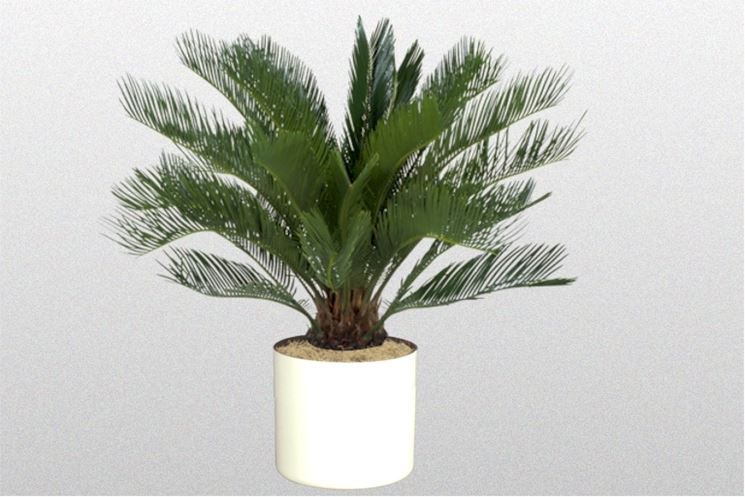 pianta di cycas