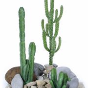 cactus artificiali