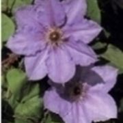 piante sempreverdi con fiori