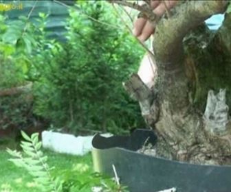 video bonsai