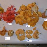 cantharellus lutescens