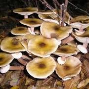 funghi chiodini come riconoscerli